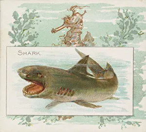 Seahorse Prints: Shark, from Fish from American Waters series (N39) for Allen & Ginter Cigarettes