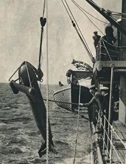 Lowering Gallery: The shark-shaped paravane, 1943