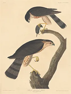 Hawk Prints: Sharp-shinned Hawk, 1837. Creator: Robert Havell