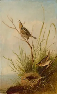 Audubon John James Laforest Prints: Sharp-Tailed Finch, 1831 / 1833. Creator: Joseph Bartholomew Kidd