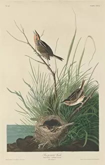 Sharp-Tailed Finch, 1832. Creator: Robert Havell
