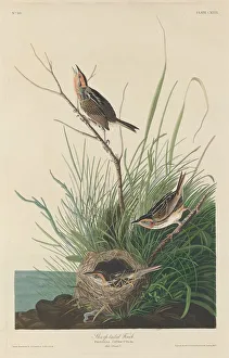 Finch Prints: Sharp-Tailed Finch, 1832. Creator: Robert Havell