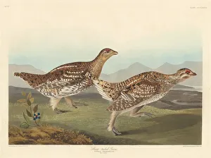 Grouse Prints: Sharp-tailed Grous, 1837. Creator: Robert Havell