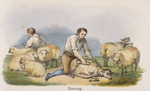Shears Prints: Shearing, c1845. Artist: Benjamin Waterhouse Hawkins