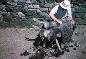 Sheepskin Gallery: Shearing a sheep by hand, Lake District, c1960s. Artist: CM Dixon