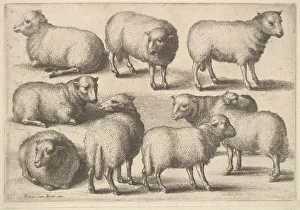 Wenceslaus Collection: Nine sheep, 1646. Creator: Wenceslaus Hollar