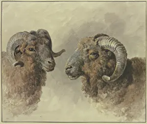 Chalk On Paper Prints: Two sheep, 18th century. Creator: Jacob van Strij