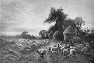 Sheep Feeding, c1890, (1911). Artist: Joseph Farquharson