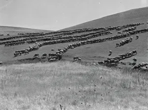 Sheep grazing, California, 1936. Creator: Dorothea Lange