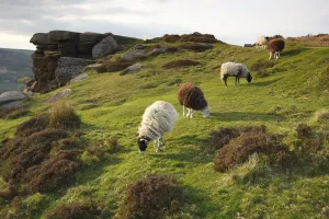 Outcrop Prints: Sheep grazing, Curbar Edge, Derbyshire, 2009