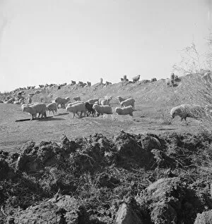 Sheep grazing by irrigation canal, Imperial Valley, California, 1939. Creator: Dorothea Lange