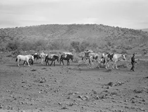 Saddle Gallery: Sheep herders pack train coming down from summer camp, Washington County, Idaho, 1939