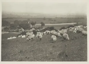 England United Kingdom Prints: Sheep on hillside. From the album: Photograph album - England, 1920s. Creator: Harry Moult