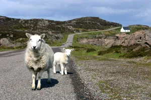 Sheep and lamb, Applecross Peninsula, Highland, Scotland
