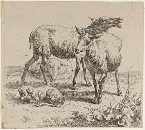 Three Sheep and a Lamb. Creator: Nicolaes Berchem