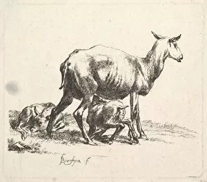 Sheep with Lamb Nursing. Creator: Nicolaes Berchem