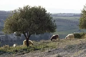 Sheep near Knossos with Olive tree in April at dusk, Crete, c20th century. Artist: CM Dixon