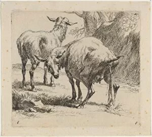 Berghem Nicolaes Collection: Two Sheep, One Pissing. Creator: Nicolaes Berchem
