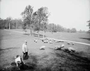 Sheepdog Prints: Sheep in Prospect Park, Brooklyn, N.Y. between 1900 and 1905. Creator: Unknown