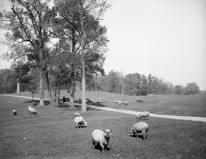 Prospect Point Park Prints: Sheep in Prospect Park, Brooklyn, N.Y. between 1900 and 1905. Creator: Unknown