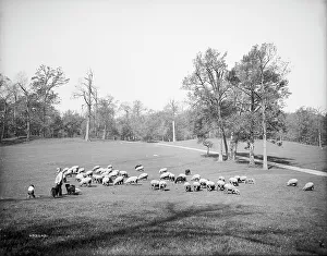 Sheepdog Prints: Sheep in Prospect Park, Brooklyn, N.Y. between 1900 and 1905. Creator: Unknown