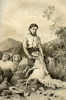 Blair Gallery: Sheep shearing, 1879. Artist: McFarlane and Erskine