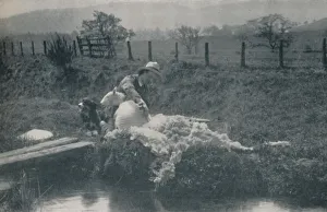 Shearing Prints: Sheep Shearing, 1910. Artist: C Reid