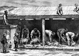 Fleece Prints: Sheep shearing, Australia, 1886. Artist: A Sirouy