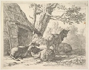 Four sheep, one sheep stands among three others lying on the ground next to a shed with Four sheep, one sheep stands among three others lying on the ground next to a shed with