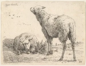 Two sheep, one shown frontally in a reclining position with its legs folded underneath Two sheep, one shown frontally in a reclining position with its legs folded underneath