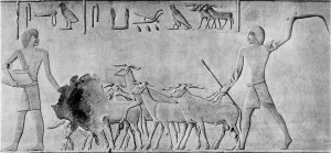 Seed Prints: Sheep treading in seed, Ancient Egyptian tomb relief carving, c2000 BC