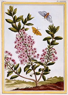 Sheeps Laurel (Kalmia augustifolia), pub. 1776. Creator: Pierre Joseph Buchoz (1731-1807)