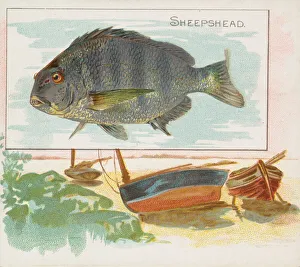 Aquatic Prints: Sheepshead, from Fish from American Waters series (N39) for Allen & Ginter Cigarettes