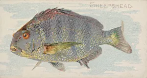 Lindner Eddy Claus Prints: Sheepshead, from the Fish from American Waters series (N8) for Allen &amp