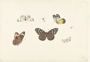 Assorted Prints: Sheet with five butterflies and two flies, c.1674-c.1692. Creator: Pieter Withoos