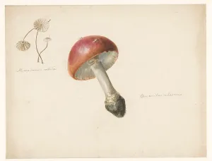 Albertus Alides Steenbergen Prints: Sheet of mushroom studies, the Amanita Rubescens and the Marasmius Rotula