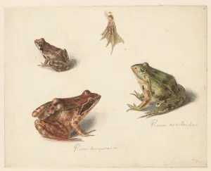 Frogs Prints: Sheet of studies: green water frog on the left