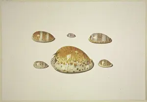 Shell Prints: Six shells, including a large yellow one, 17th century. Creator: D Hogh