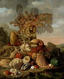 Assorted Prints: Shells and Marine Plants, 1809. Creator: Henricus Franciscus Wiertz