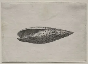 Shells: Mitra papalis L, c. 1640s. Creator: Wenceslaus Hollar (Bohemian, 1607-1677)