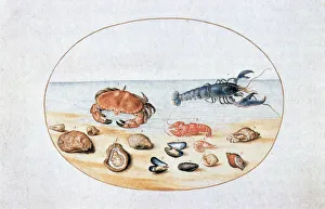 Sea Bed Prints: Shells and Shellfish, 16th century. Artist: Joris Hoefnagel