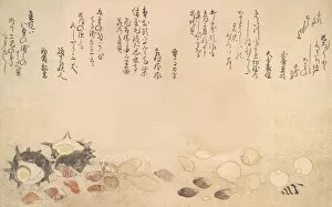 Shells Gallery: Shells under Water, 1790. Creator: Kitagawa Utamaro