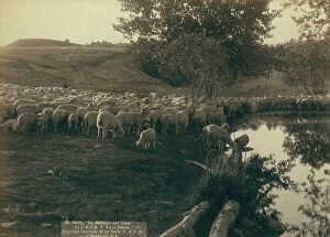 Pond Collection: The shepherd and flock On FE & MV R'y in Dakota, 1891. Creator: John C. H. Grabill