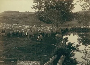 Watering Hole Prints: The shepherd and flock On FE & MV R'y in Dakota