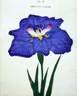 Shiga-No-Uranami, No. 3
