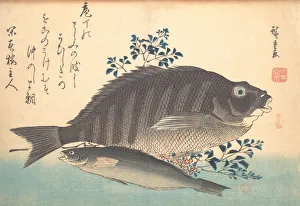 Scaly Prints: Shimadai and Ainame Fish, from the series Uozukushi (Every Variety of Fish)