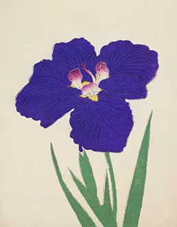 Clump Prints: Shira-No-Tamoto, No. 49, 1890, (colour woodblock print)