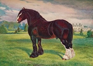 Shire Horse Gallery: Shire Horse stallion Harold, c1905 (c1910). Artist: Frank Babbage
