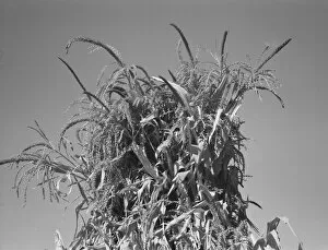 Corn Collection: Shocked corn in field of FSA borrower, Sunset Valley, Malheur County, Oregon, 1939
