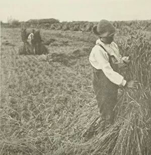 Corn Collection: Shocking Corn (Norfolk), c. 1883 / 87, printed 1888. Creator: Peter Henry Emerson
